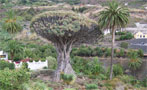 El Drago milenario, uno de los símbolos naturales de Tenerife.